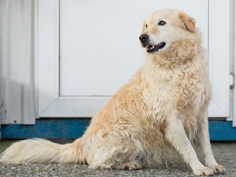 Zip, male mixed breed for adoption at Noina Arka — photo 8 of 8