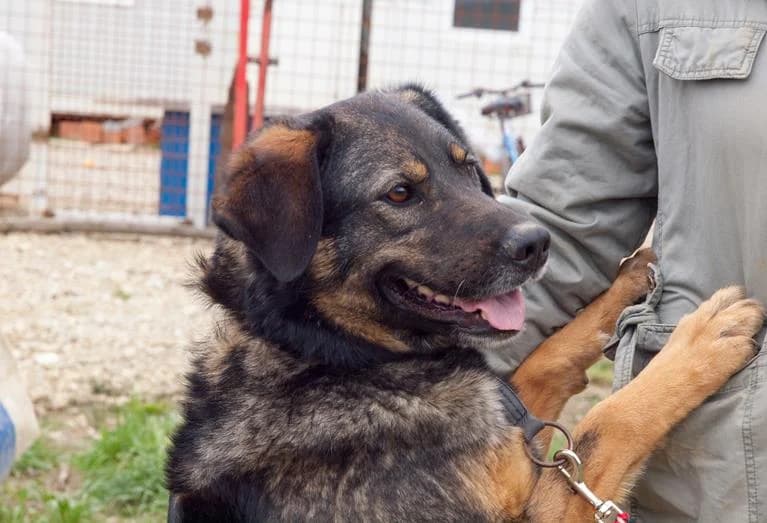 Luna, female Mixed Breed for adoption at Udruga Šapica