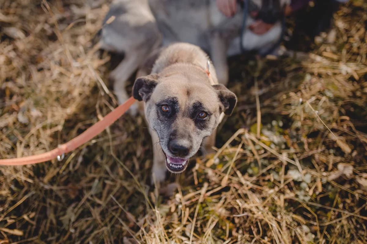 Narnia, female Mixed Breed for adoption at Udruga Šapica
