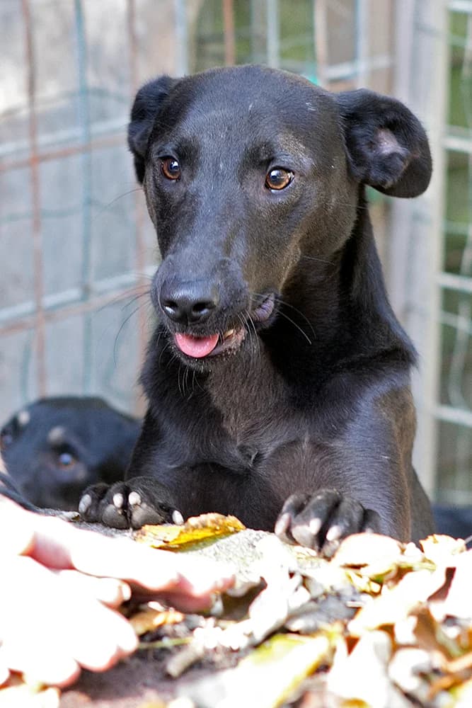 Nera, female Mixed Breed for adoption at Udruga Šapica