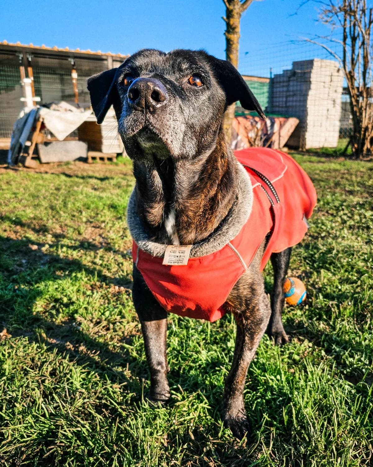 Bongo, male Mixed Breed for adoption at Udruga Šapica
