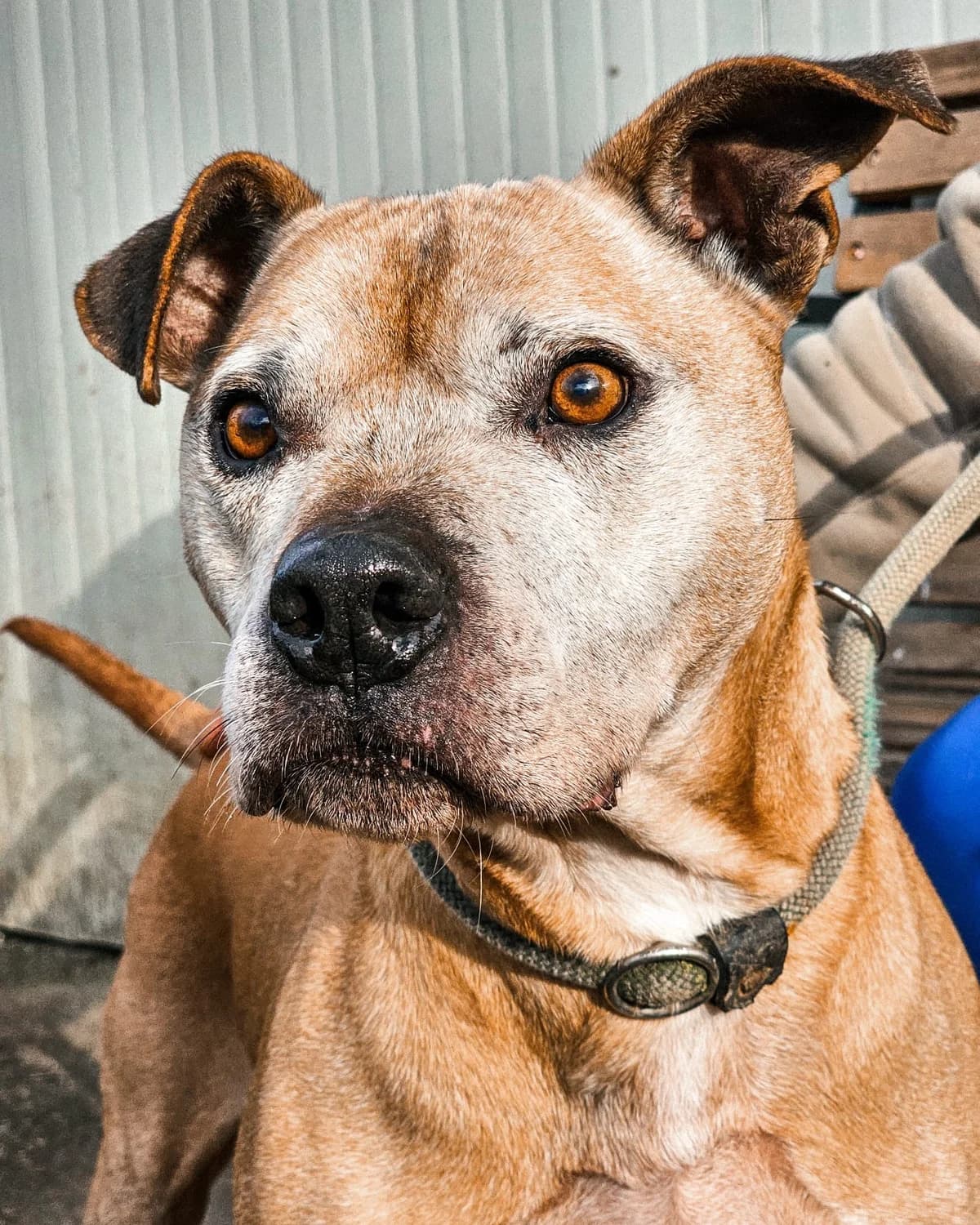 Petko, male mixed breed for adoption at Udruga Šapica