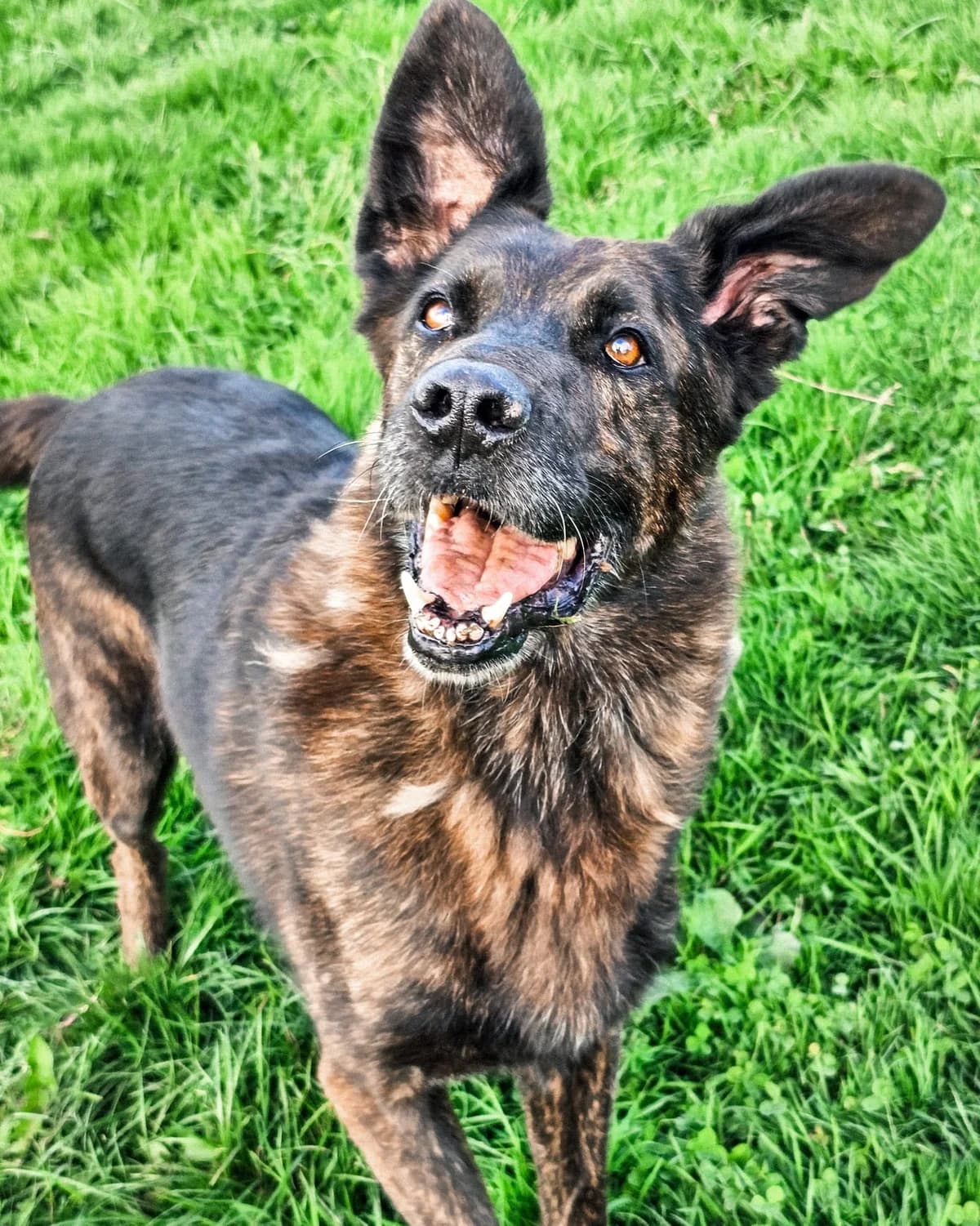 Rajo, male mixed breed for adoption at Udruga Šapica
