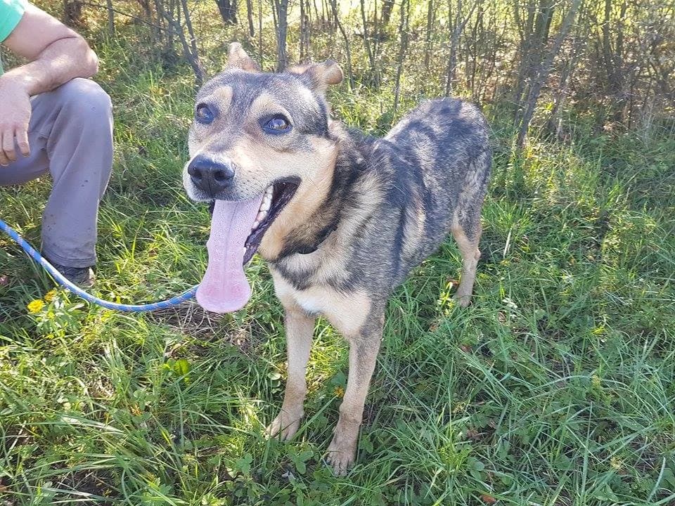 Sparky, male mixed breed for adoption at Udruga Šapica