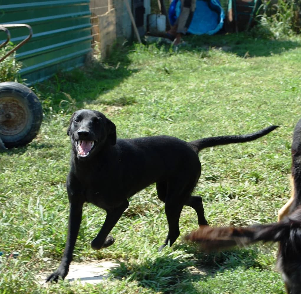 Princeza Lea, female mixed breed for adoption at Udruga Šapica