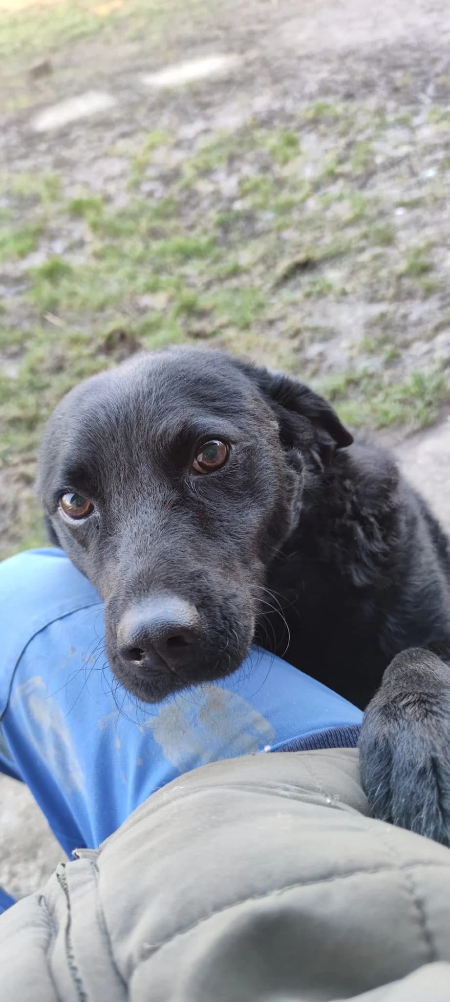 Dante, male Mixed Breed for adoption at Udruga Šapica