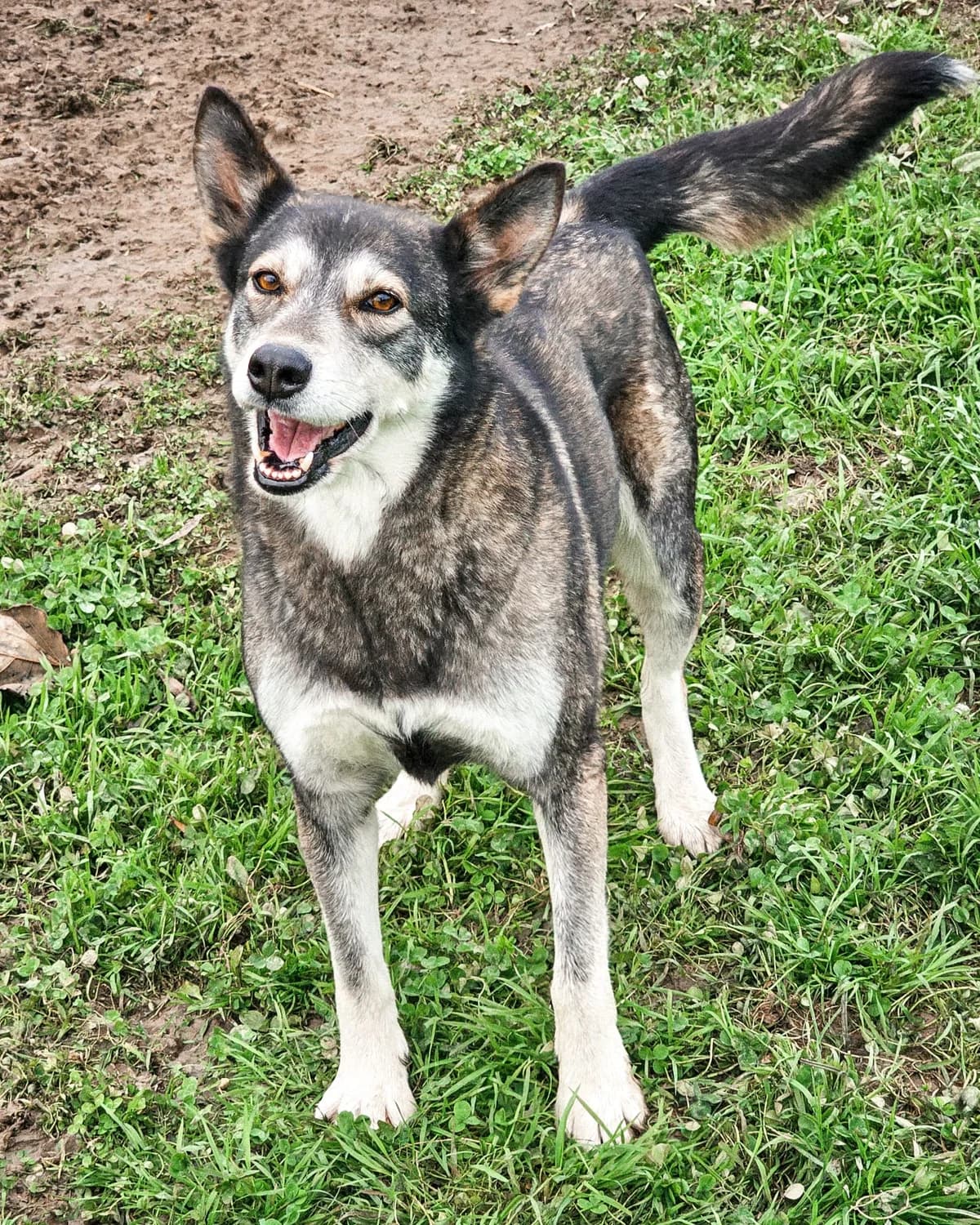 Mario, male Mixed Breed for adoption at Udruga Šapica
