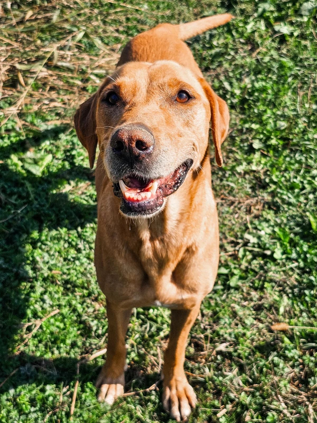 Dali, male Mixed Breed for adoption at Udruga Šapica