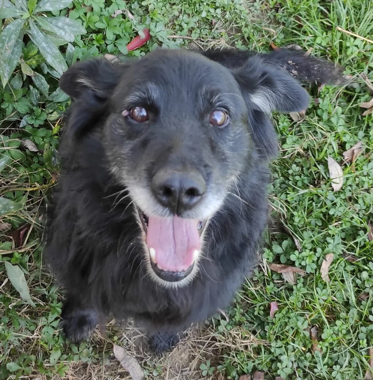 Medo, male Mixed Breed for adoption at Udruga Šapica