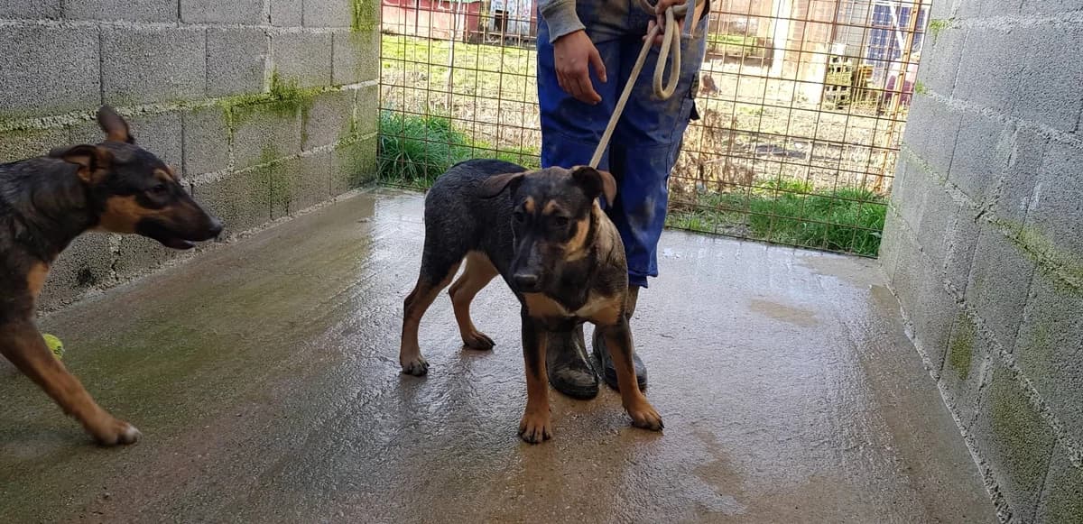 Santea, female Mixed Breed for adoption at Udruga Šapica