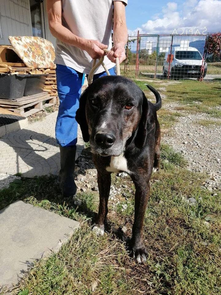 Šime, male Mixed Breed for adoption at Udruga Šapica