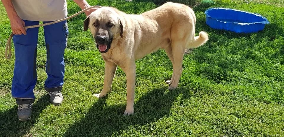Ferdinand, male Mixed Breed for adoption at Udruga Šapica