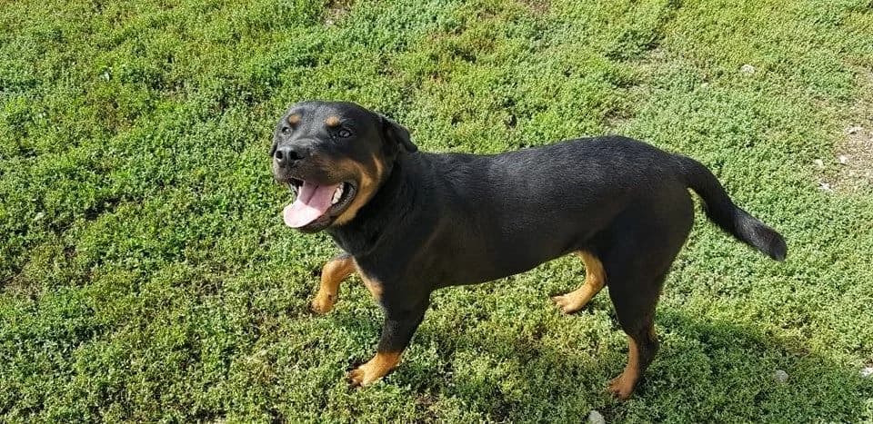 Rebecca, female Mixed Breed for adoption at Udruga Šapica