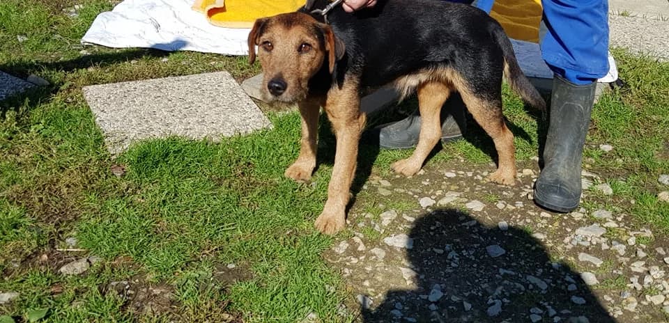 Teri, male Mixed Breed for adoption at Udruga Šapica