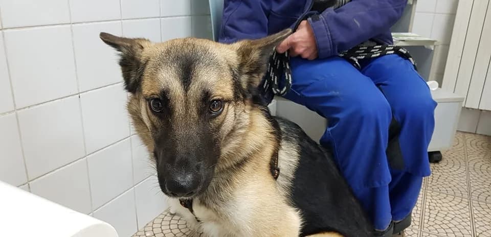 Shrek, male Mixed Breed for adoption at Udruga Šapica