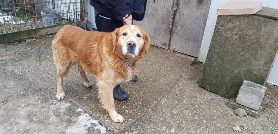 Dante, male Mixed Breed for adoption at Udruga Šapica