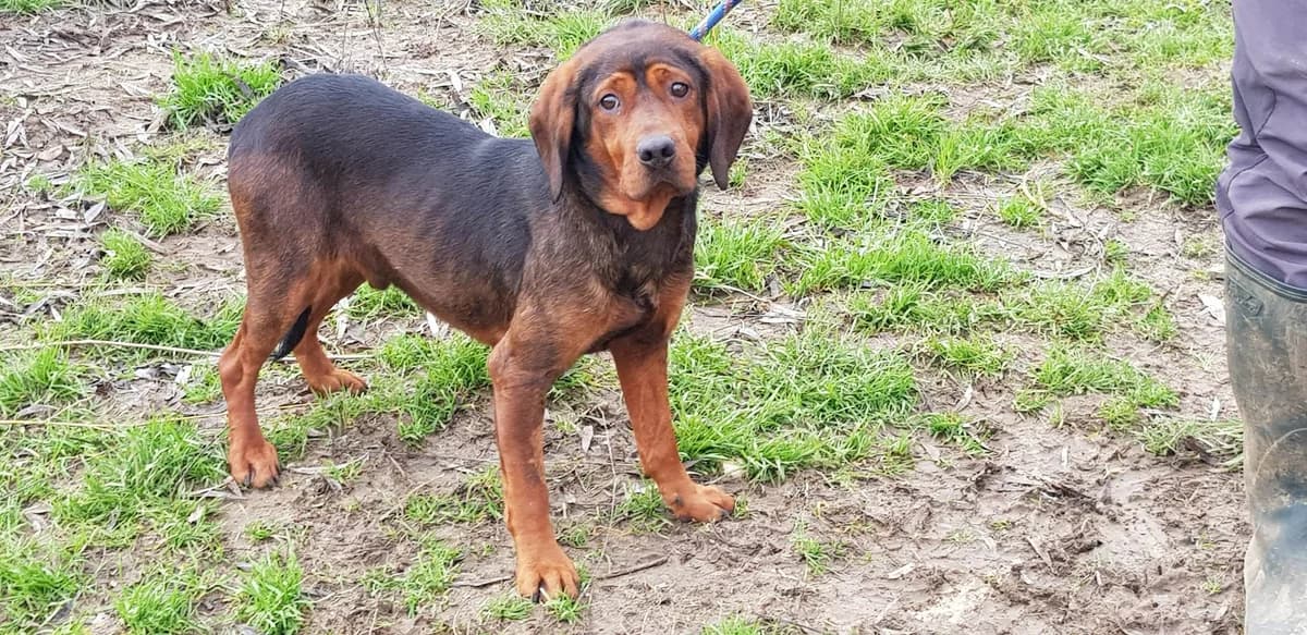 Sasha, male Mixed Breed for adoption at Udruga Šapica