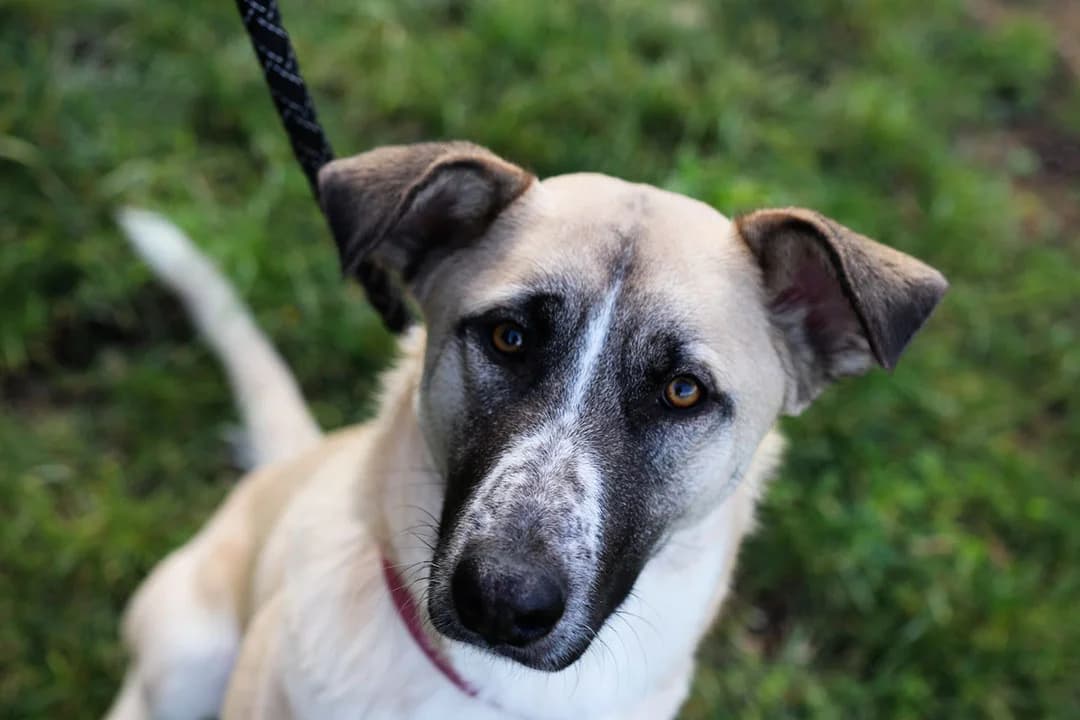 Boa, mixed breed for adoption at Smiješak za dom, Zaprešić