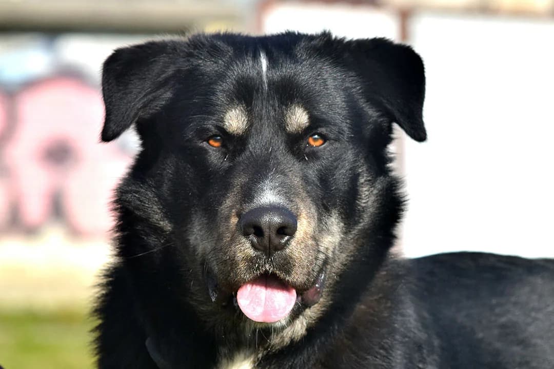Buda, male mixed breed for adoption at Smiješak za dom, Zaprešić