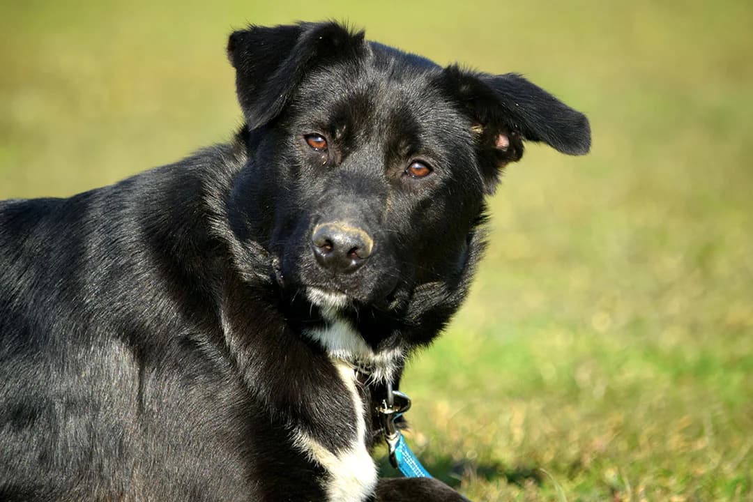 Hela, mixed breed for adoption at Smiješak za dom, Zaprešić