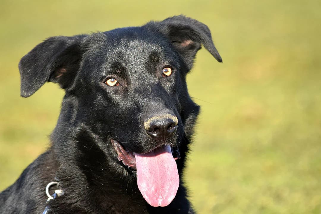 Joy, mixed breed for adoption at Smiješak za dom, Zaprešić