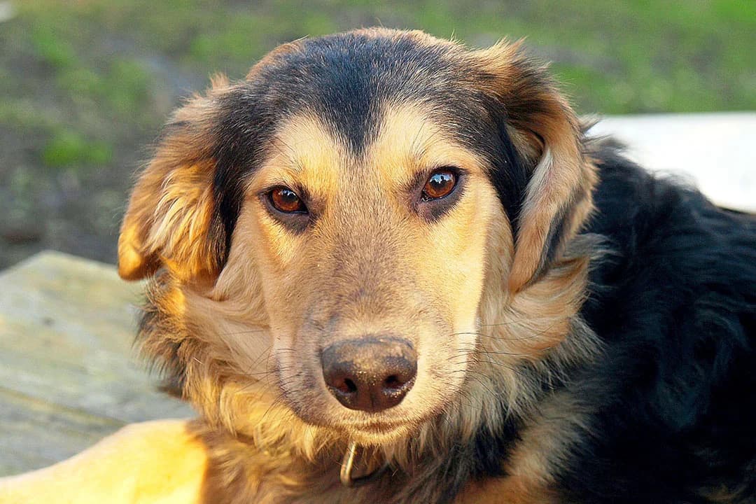 Licko, male mixed breed for adoption at Smiješak za dom, Zaprešić