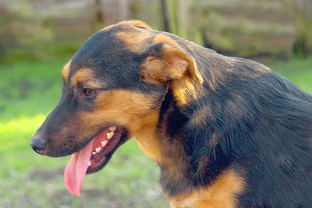 Timmy, male mixed breed for adoption at Smiješak za dom, Zaprešić