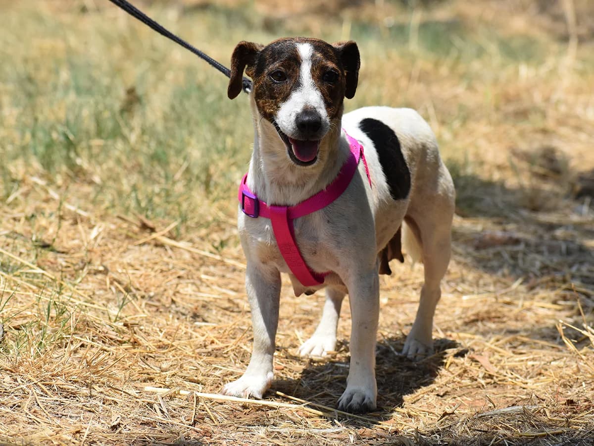 Scarlett, female young Jack Russell Terrier for adoption at Snoopy — Udruga za zaštitu životinja Pula, Snoopy Pula