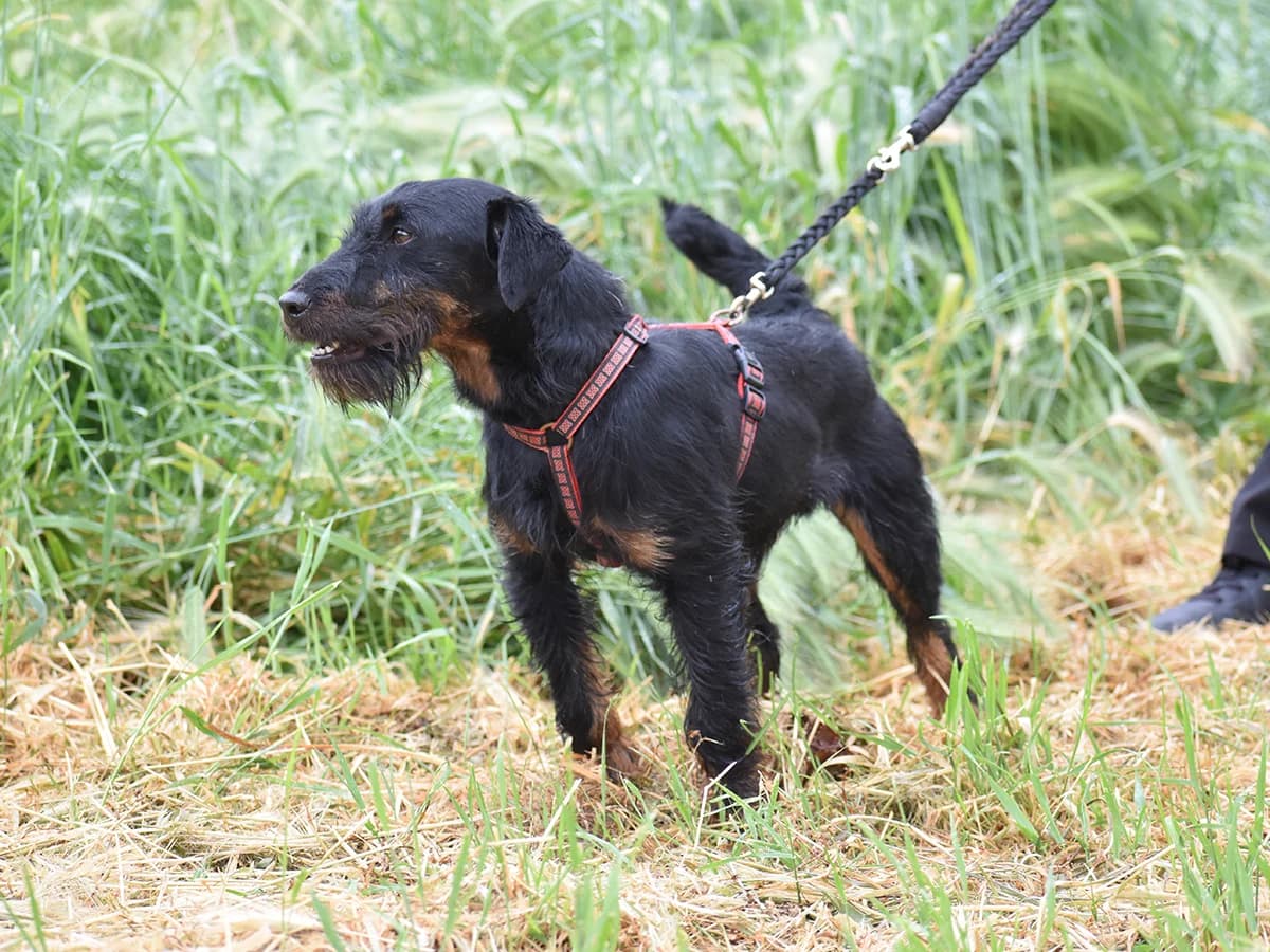 Mozart,  3yo mixed breed for adoption at Snoopy — Udruga za zaštitu životinja Pula, Snoopy Pula