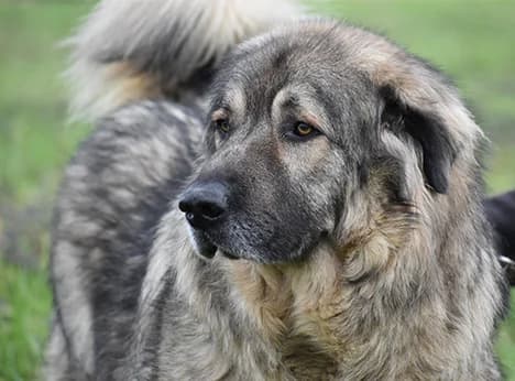 Medo,  senior Mixed Breed for adoption at Snoopy — Udruga za zaštitu životinja Pula, Snoopy Pula