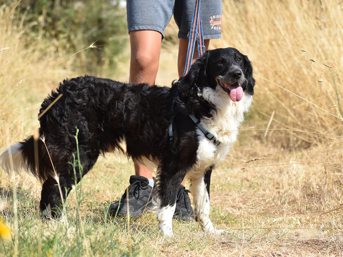 Stormy,  young Mixed Breed for adoption at Snoopy — Udruga za zaštitu životinja Pula, Snoopy Pula