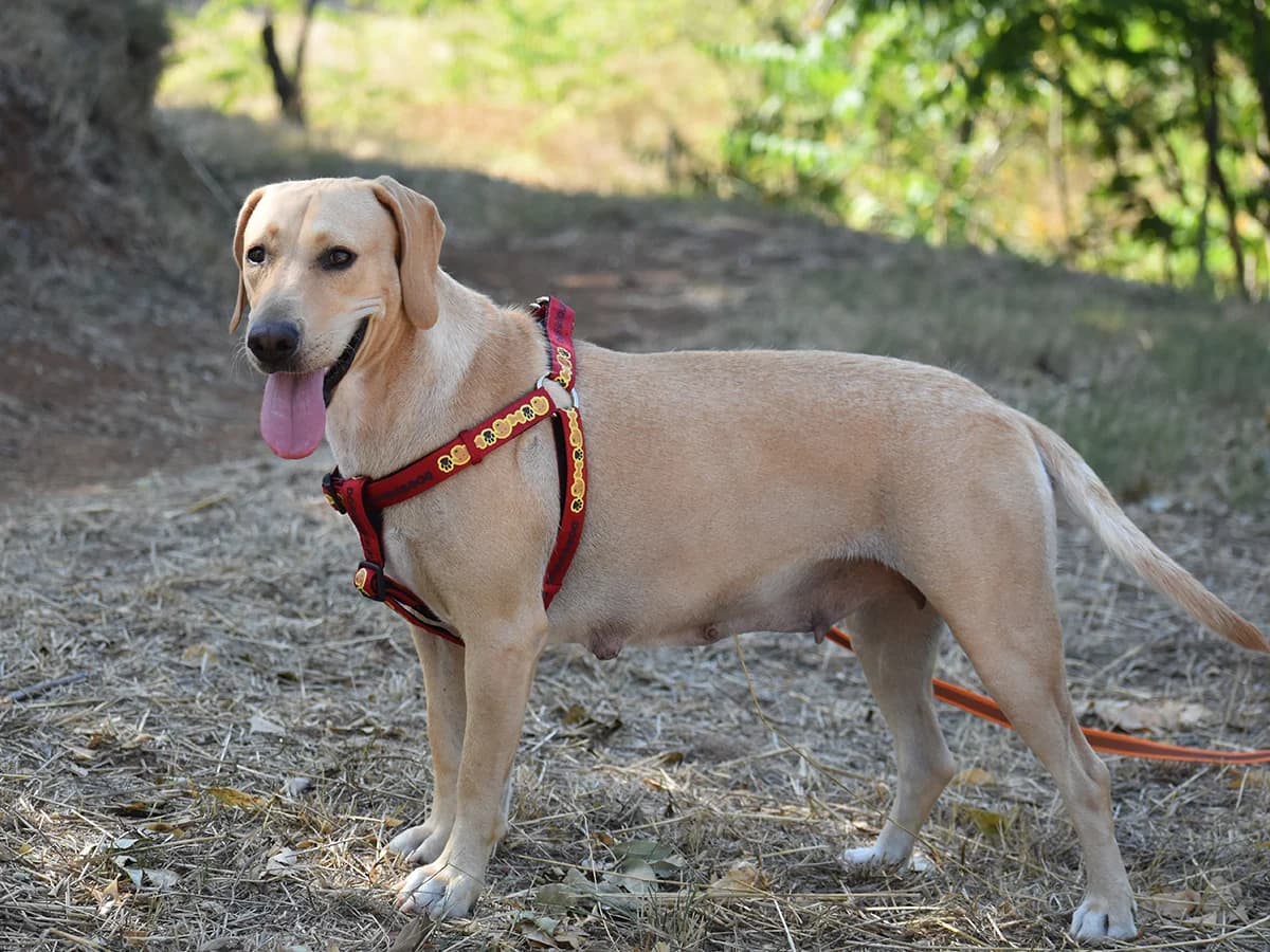 Marla, female young mixed breed for adoption at Snoopy — Udruga za zaštitu životinja Pula, Snoopy Pula