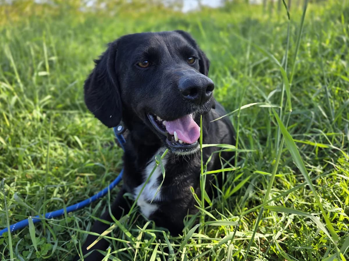 Ellie, female 3yo mixed breed for adoption at Snoopy — Udruga za zaštitu životinja Pula, Snoopy Pula