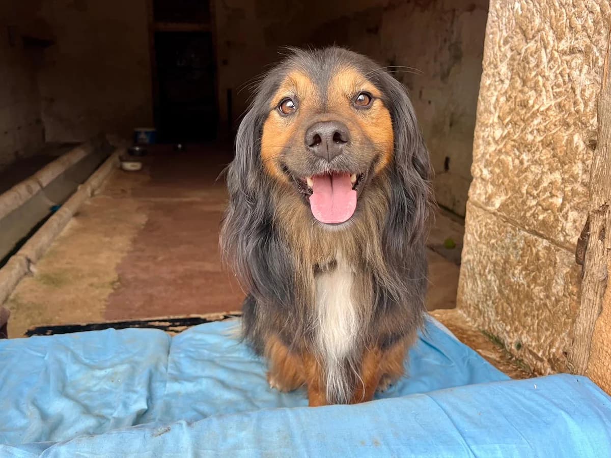 Hagrid,  4yo Mixed Breed for adoption at Snoopy — Udruga za zaštitu životinja Pula, Snoopy Pula