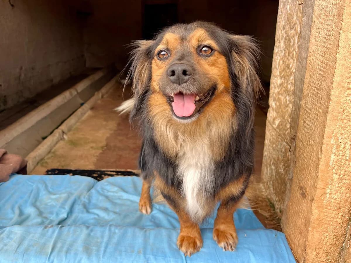 Shaggy,  4yo Mixed Breed for adoption at Snoopy — Udruga za zaštitu životinja Pula, Snoopy Pula