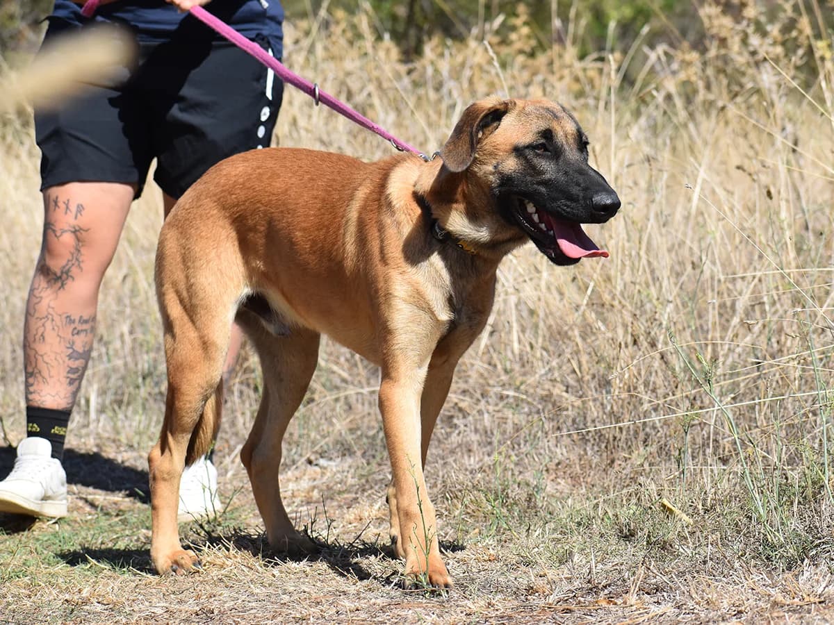 Kingston,  puppy Belgian Malinois for adoption at Snoopy — Udruga za zaštitu životinja Pula, Snoopy Pula