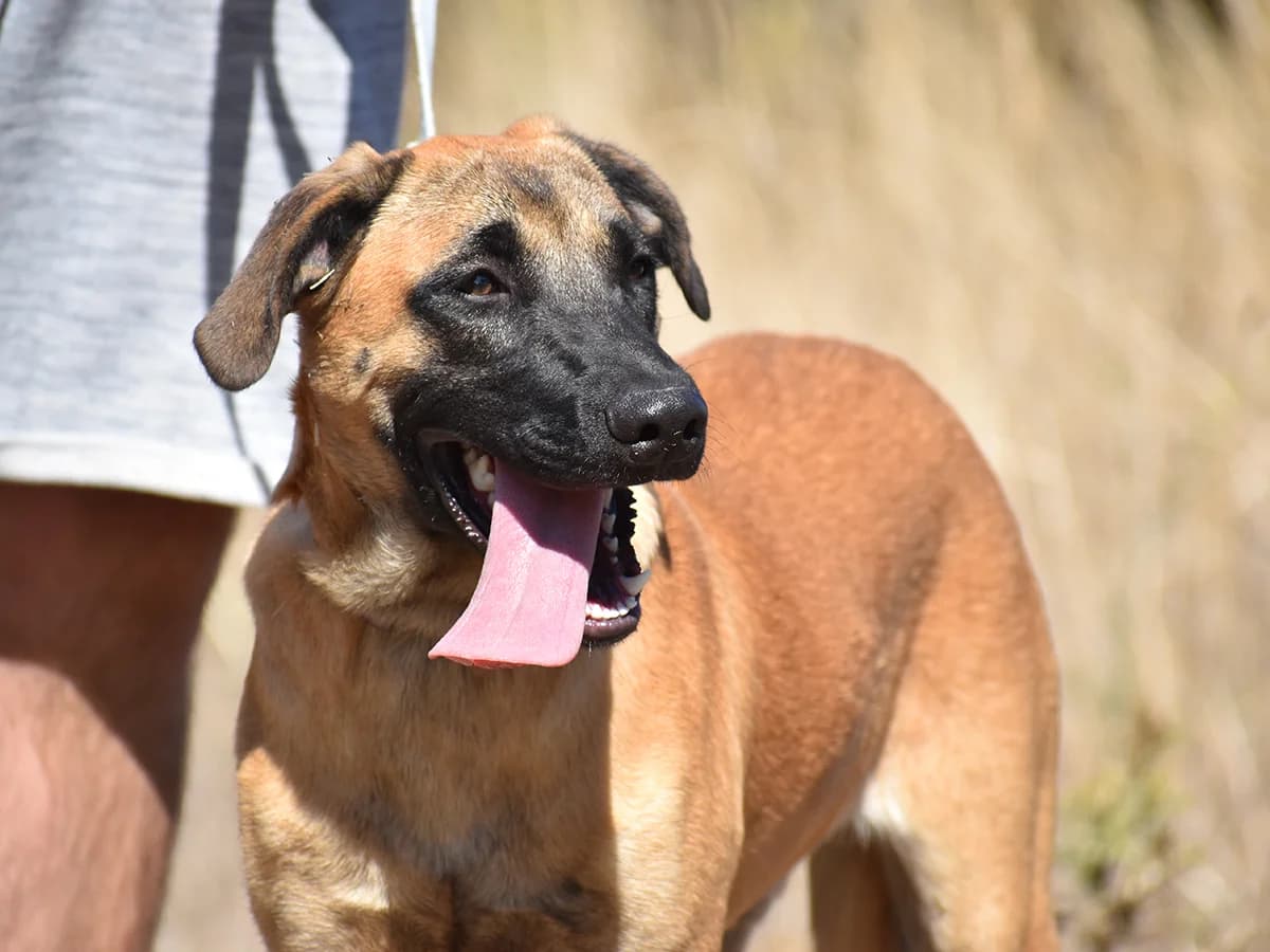 Kodiak,  puppy Belgian Malinois for adoption at Snoopy — Udruga za zaštitu životinja Pula, Snoopy Pula