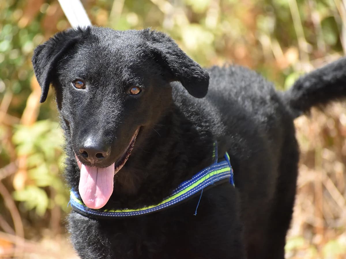 Ross,  puppy Mixed Breed for adoption at Snoopy — Udruga za zaštitu životinja Pula, Snoopy Pula