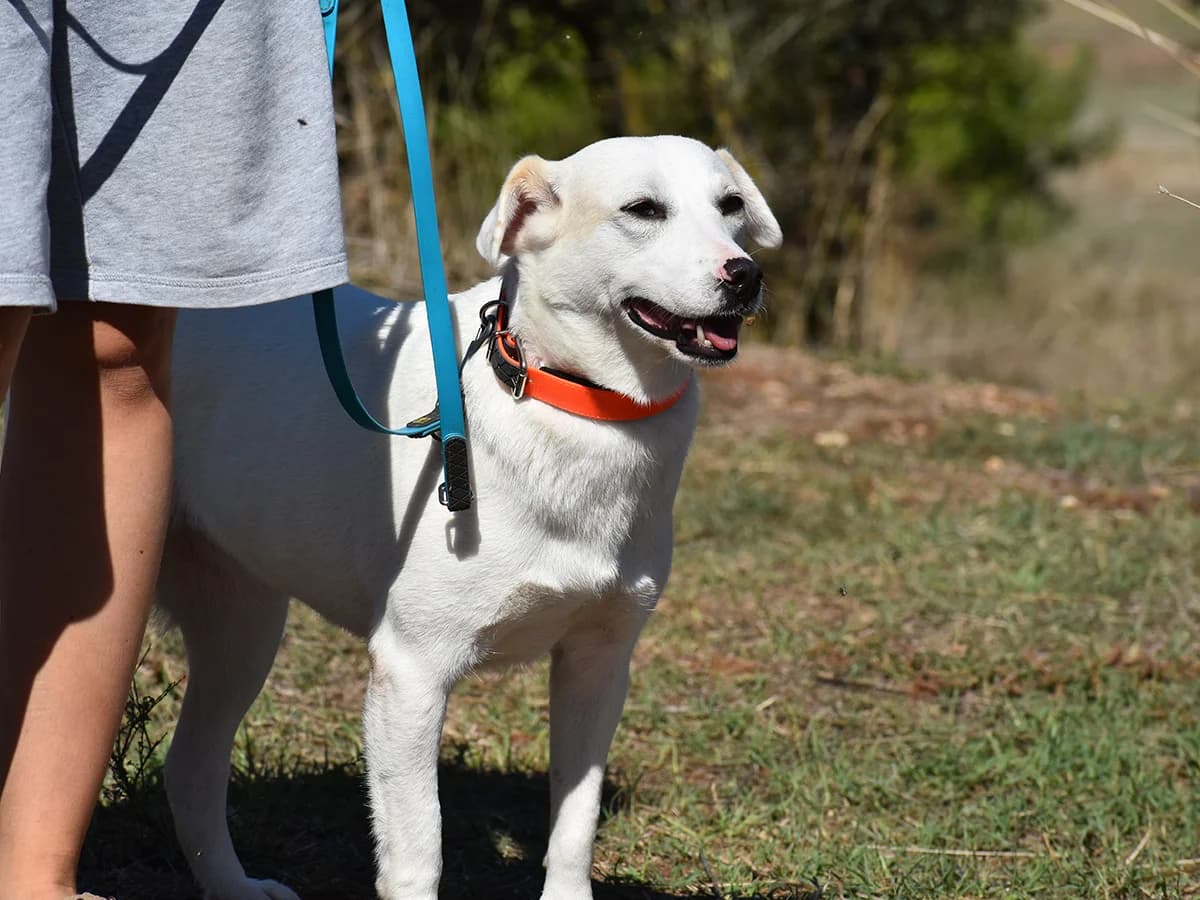 Velvet, female 4yo mixed breed for adoption at Snoopy — Udruga za zaštitu životinja Pula, Snoopy Pula