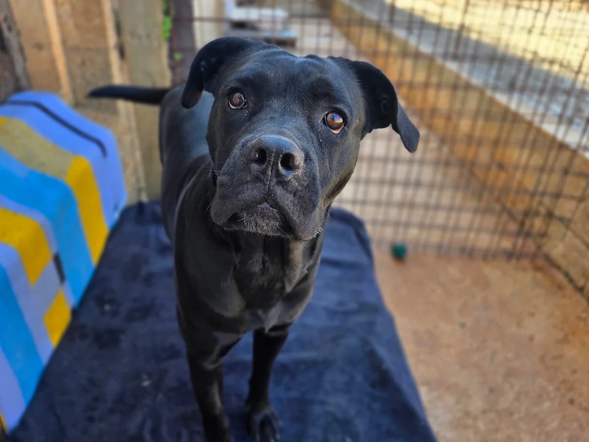 Vesta, female 3yo Mixed Breed for adoption at Snoopy — Udruga za zaštitu životinja Pula, Snoopy Pula