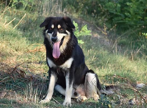 Topaz,  7yo Mixed Breed for adoption at Snoopy — Udruga za zaštitu životinja Pula, Snoopy Pula