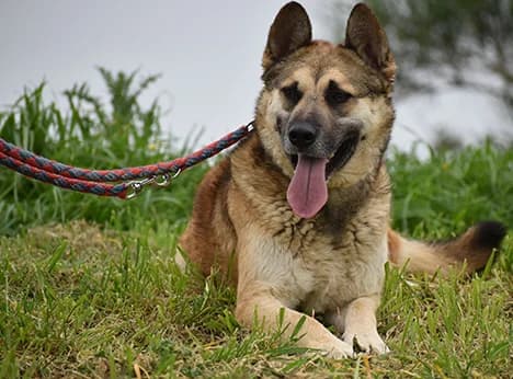 Bigi,  4yo mixed breed for adoption at Snoopy — Udruga za zaštitu životinja Pula, Snoopy Pula