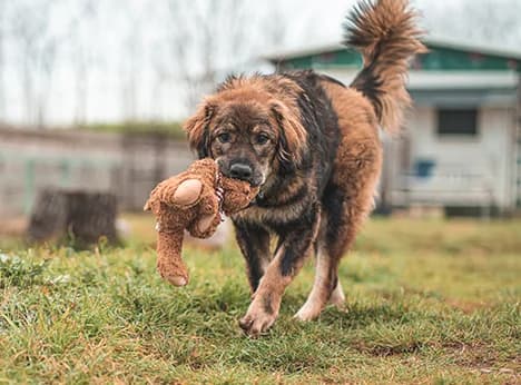 Gaston,  young Mixed Breed for adoption at Snoopy — Udruga za zaštitu životinja Pula, Snoopy Pula