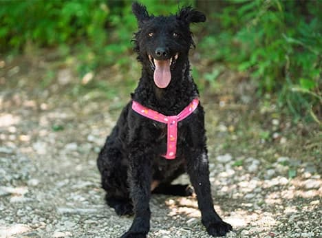 Ora 12/2021,  Mixed Breed for adoption at Snoopy — Udruga za zaštitu životinja Pula, Snoopy Pula