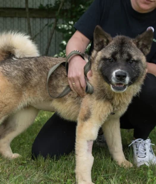 ANA-MARIA, female Mixed Breed for adoption at Udruga Spas Varaždin, Varaždin