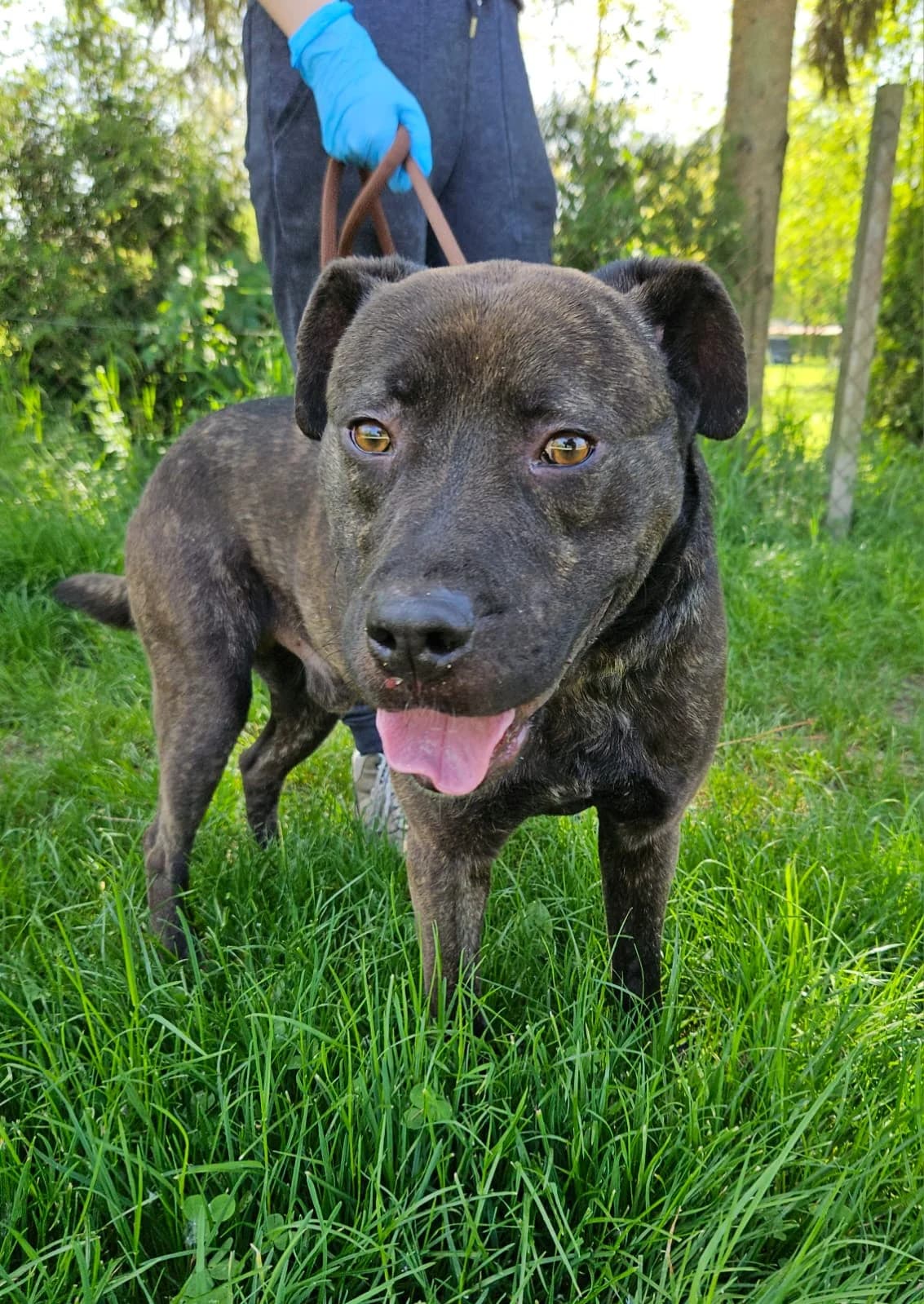 ANGELO, male Mixed Breed for adoption at Udruga Spas Varaždin, Varaždin