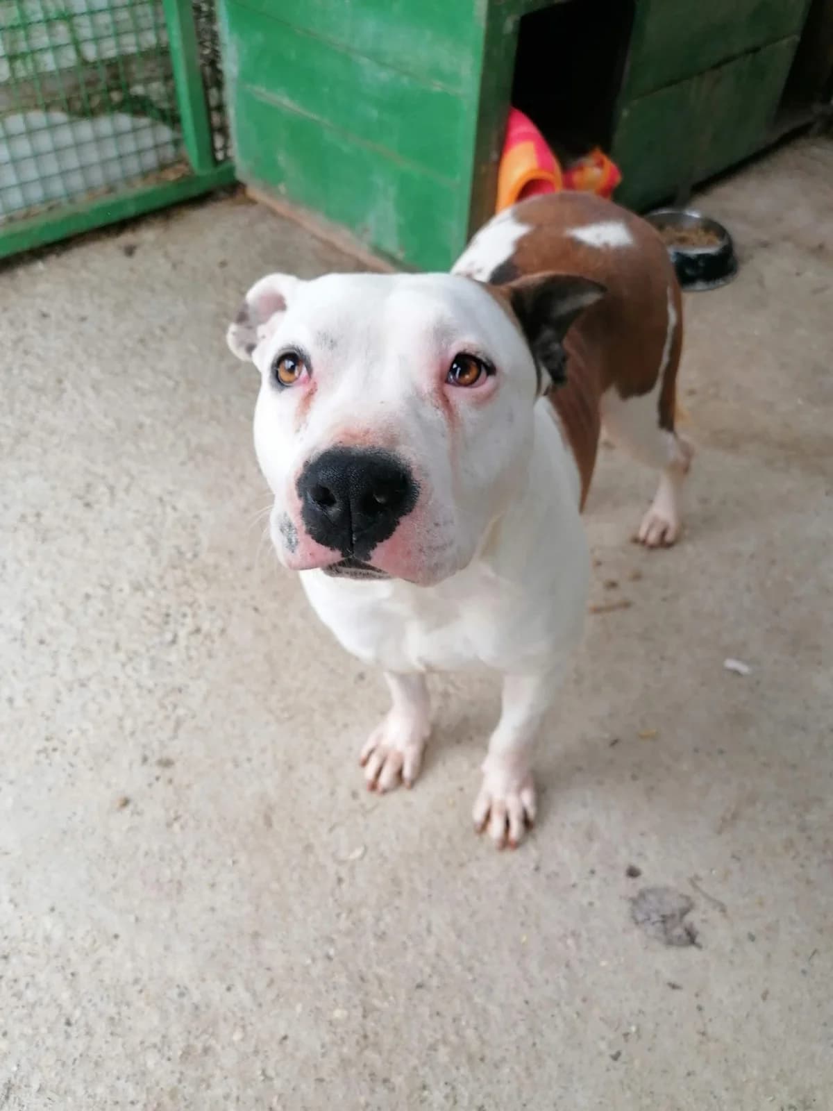 ASRA, female Mixed Breed for adoption at Udruga Spas Varaždin, Varaždin