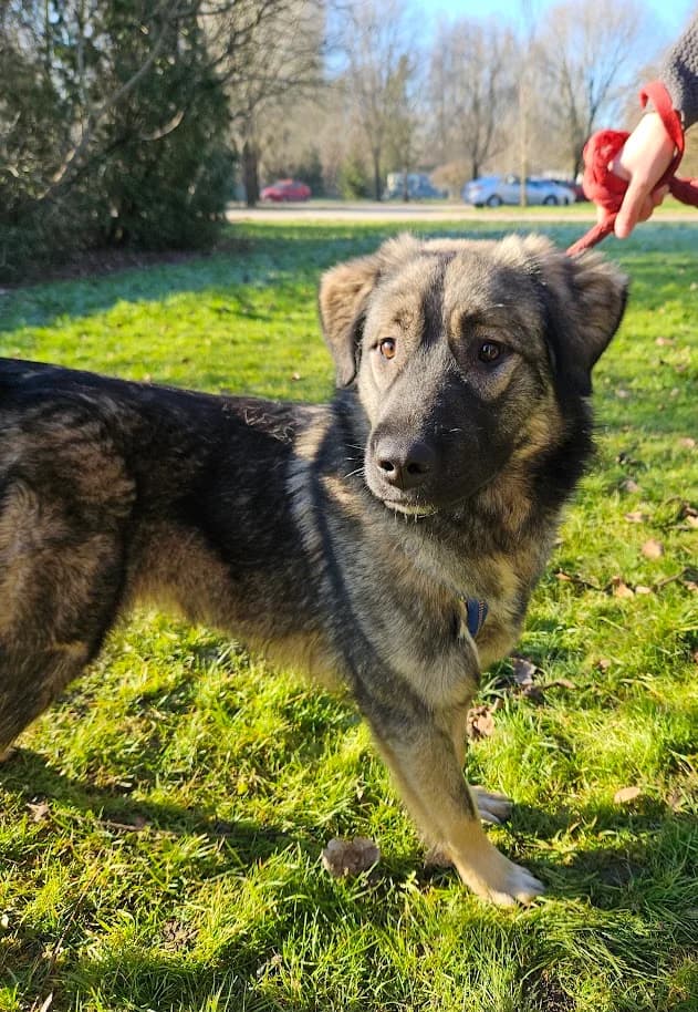 BEBA, Mixed Breed (Udruga Spas Varaždin)