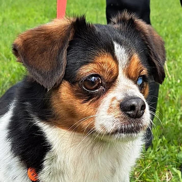 BIANCA, female Mixed Breed for adoption at Udruga Spas Varaždin, Varaždin