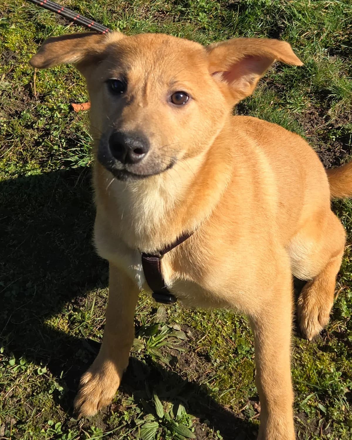 BINKI, male Mixed Breed for adoption at Udruga Spas Varaždin, Varaždin